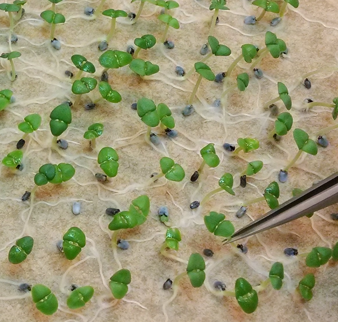 Close-up of basil seedlings
